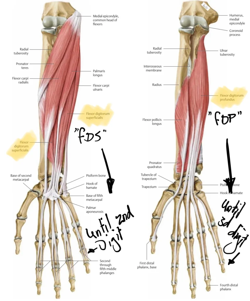 Anatomie der Muskeln Flexor digitorum profundus und superficialis