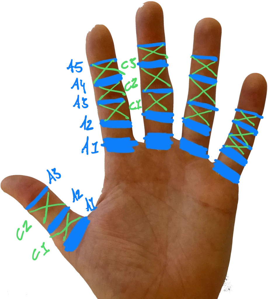 Infografik mit Bänderkomplex der Finger